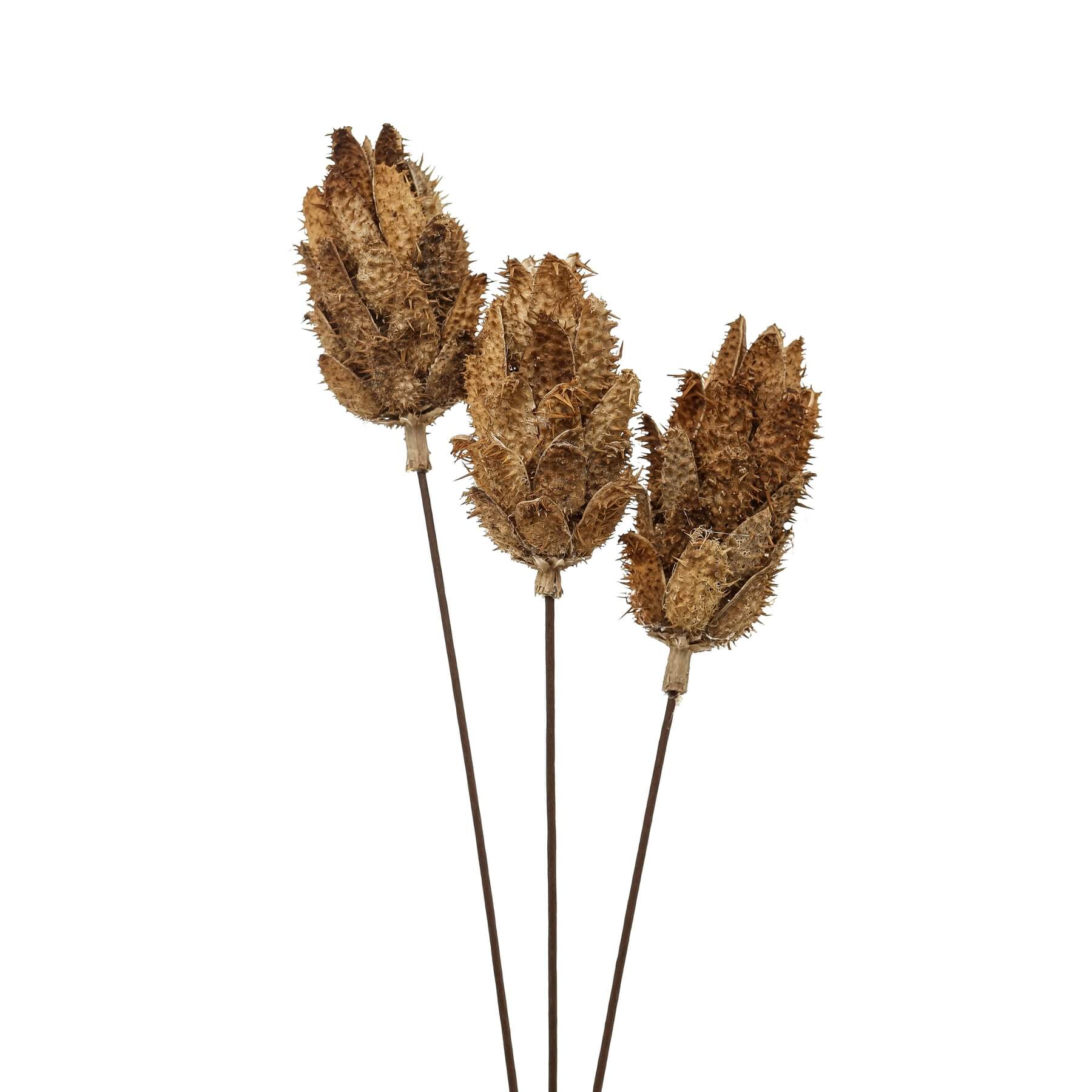 Dried Protea bouquet in earthy tones, hand-selected preserved flowers for elegant home decor centerpiece. by Sostter at brixbailey.com