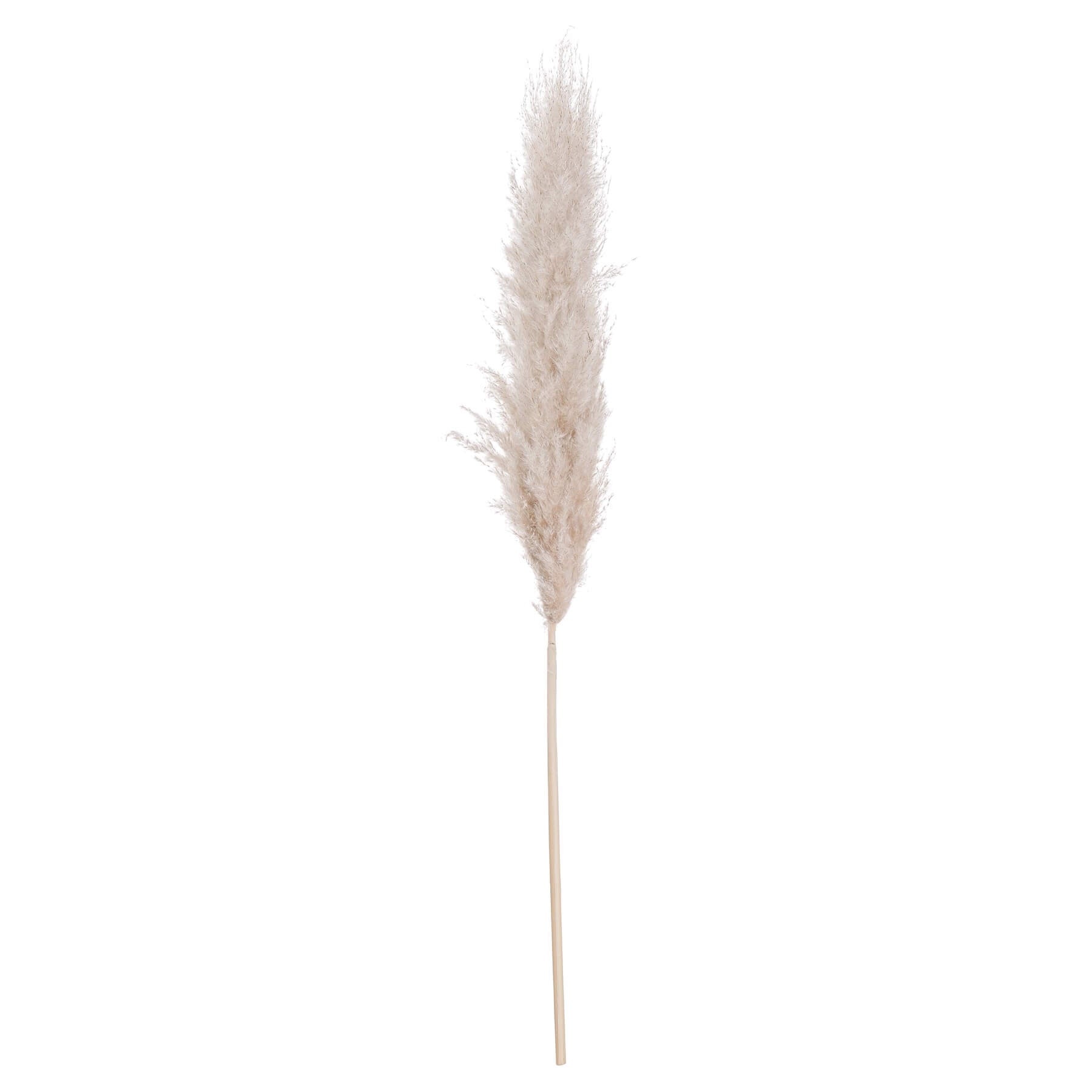 Natural dried pampas grass stem with cream feathery plumes, 110 cm tall, for minimalist or lavish home décor. by RoomLondon at brixbailey.com
