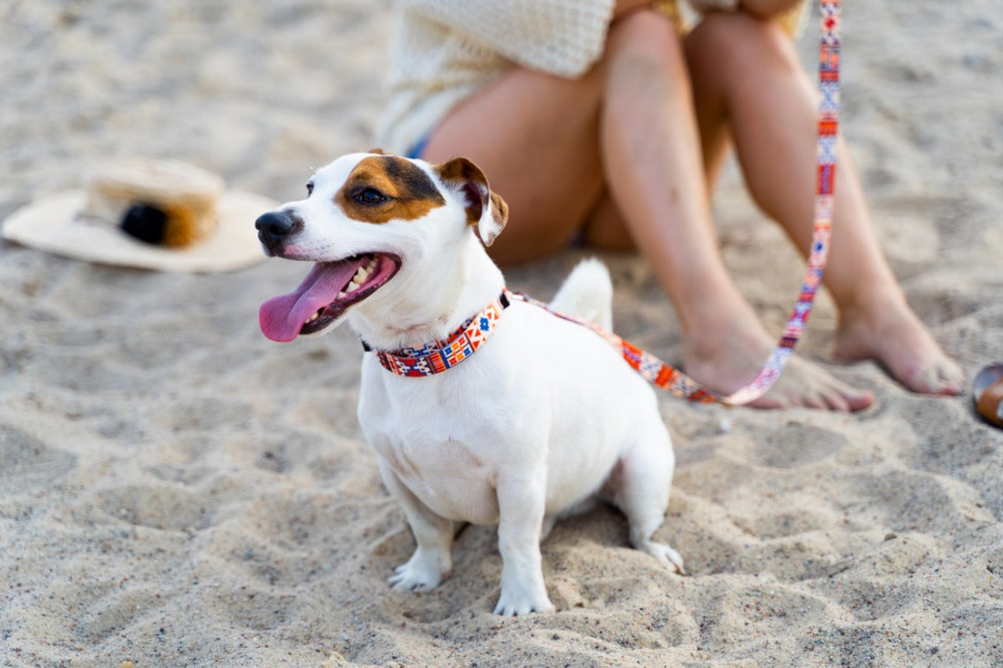 Boho Collection Dog Collar - Durable, Colorful & Bohemian Style with Adjustable Leash Lengths by Matteo at www.brixbailey.com