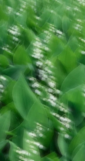 mellow pitch body oil in black glass bottle with dropper on a soft textile background