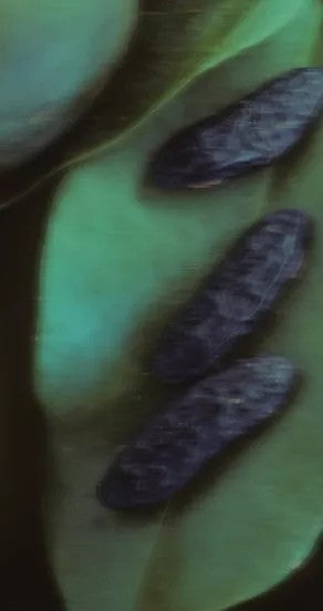 a functional close-up of sweet surrender hand cream being squeezed from its aluminum tube