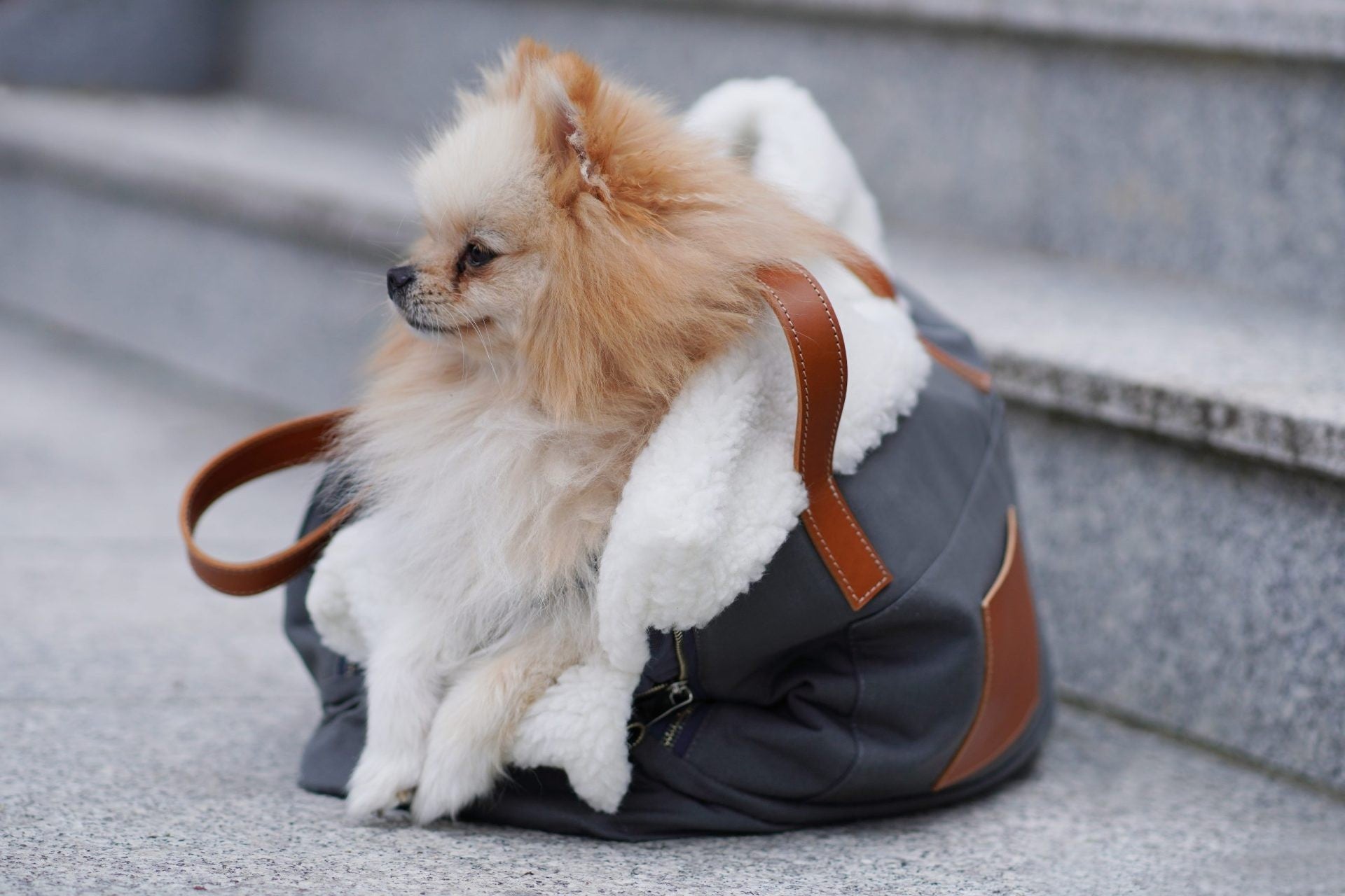 soft grey liiva dog carrier with cozy sheep wool insert and natural leather details