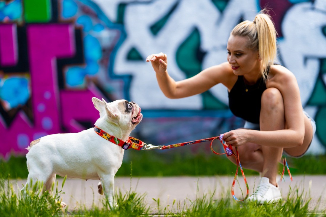 playful red graffiti martingale dog collar on a happy golden retriever in a sunny park