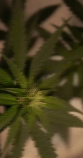 incognito perfume oil roll-on bottle held in hand with a soft, serene background