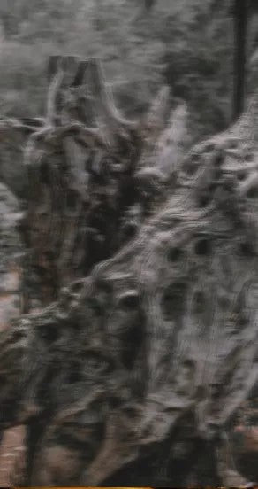 incognito perfume oil roll-on bottle on a sunlit windowsill with amber glow