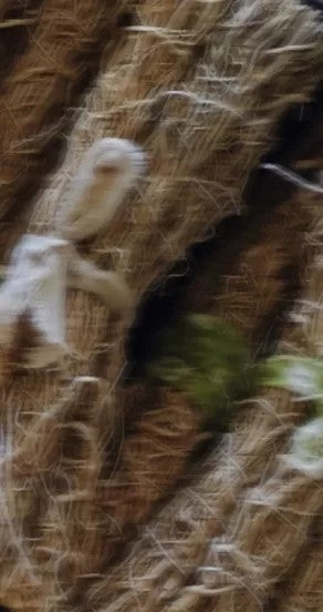 Perfume Oil - Midsummer, 10ml