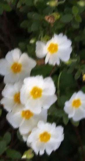 Perfume Oil - Spring Of Youth, 10ml