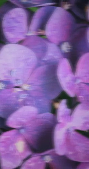 incognito spray perfume bottle on a functional shelf, showcasing the 15ml and 50ml size options