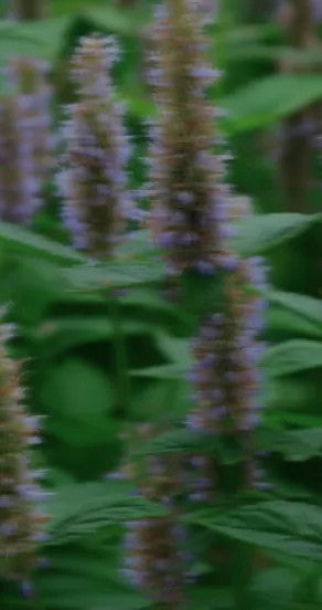 temple of sensus perfume bottle on a dark wood table with warm golden backlighting