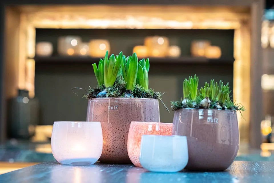 Plant in a Box indoor houseplants sourced from Dutch growers and delivered across the UK - healthy plants properly packed and delivered free at Sostter