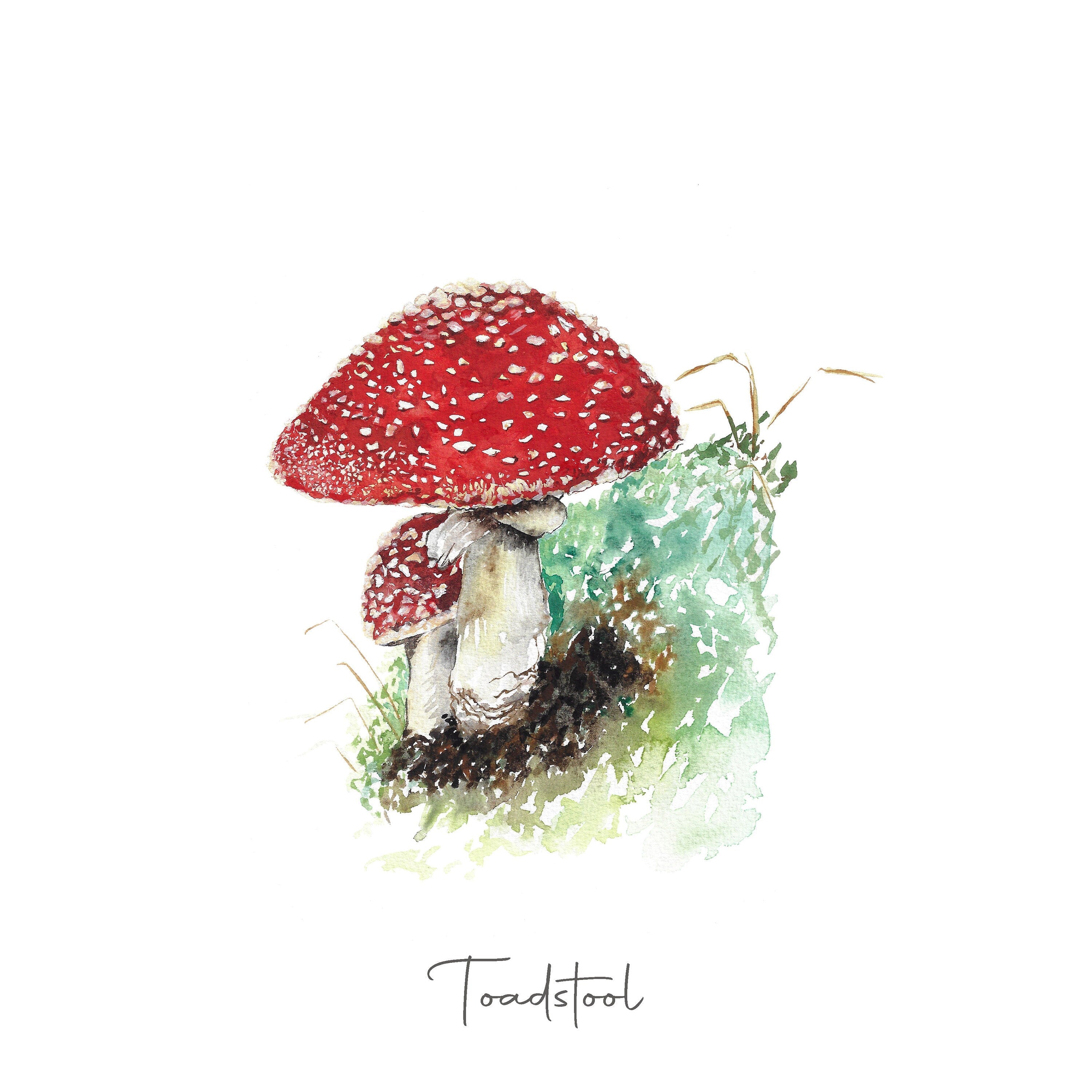 Katie Hipwell Design nature inspired art print featuring soft botanical illustration and contemporary colours at Sostter