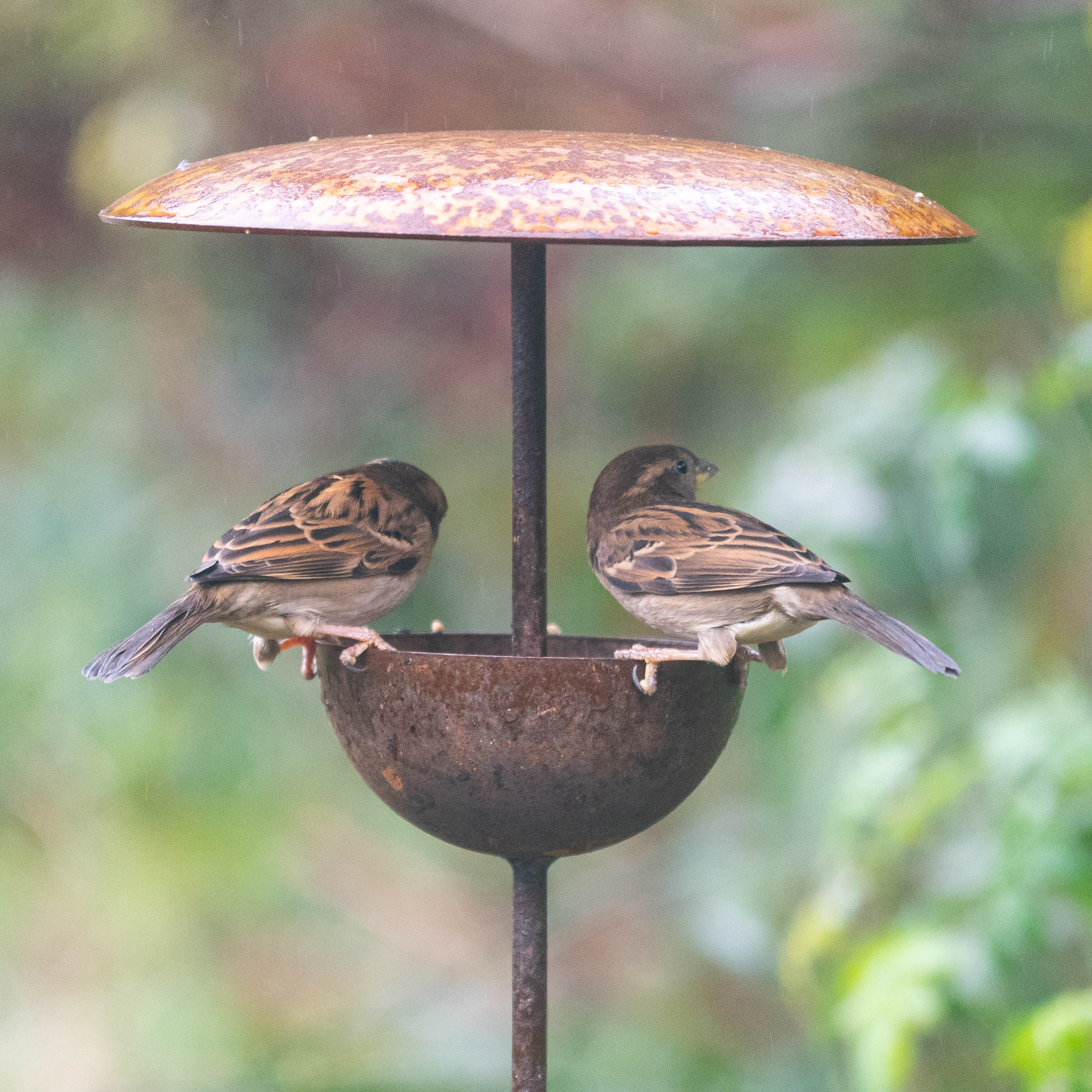 Savage Works hand-crafted rusty metal garden ornaments and sculptures — rain catchers, metal flowers and bird feeders from a family-run British workshop at Sostter.
