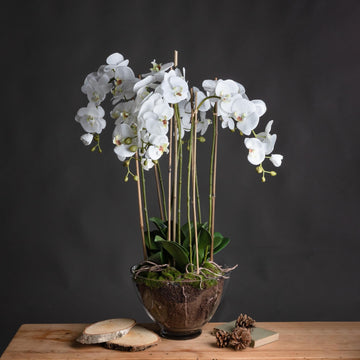 Large white faux orchid in glass pot, realistic blooms and roots, elegant home decor centerpiece by Sostter at brixbailey.com