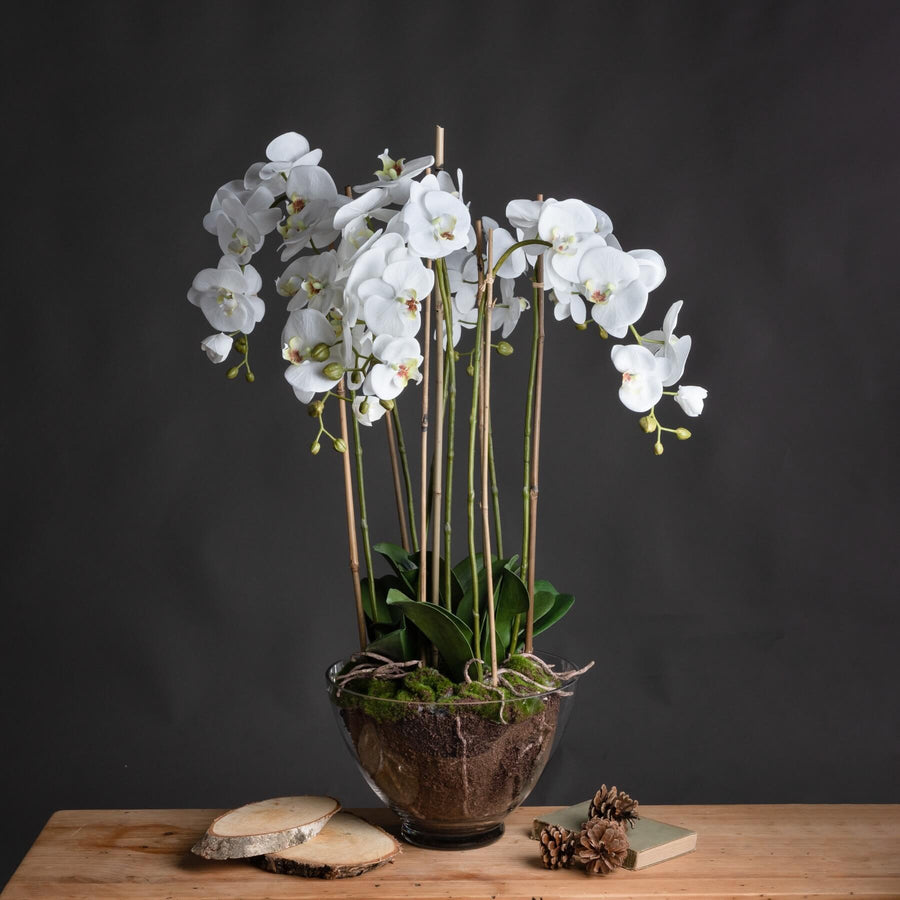 Large white faux orchid in glass pot, realistic blooms and roots, elegant home decor centerpiece by Sostter at brixbailey.com