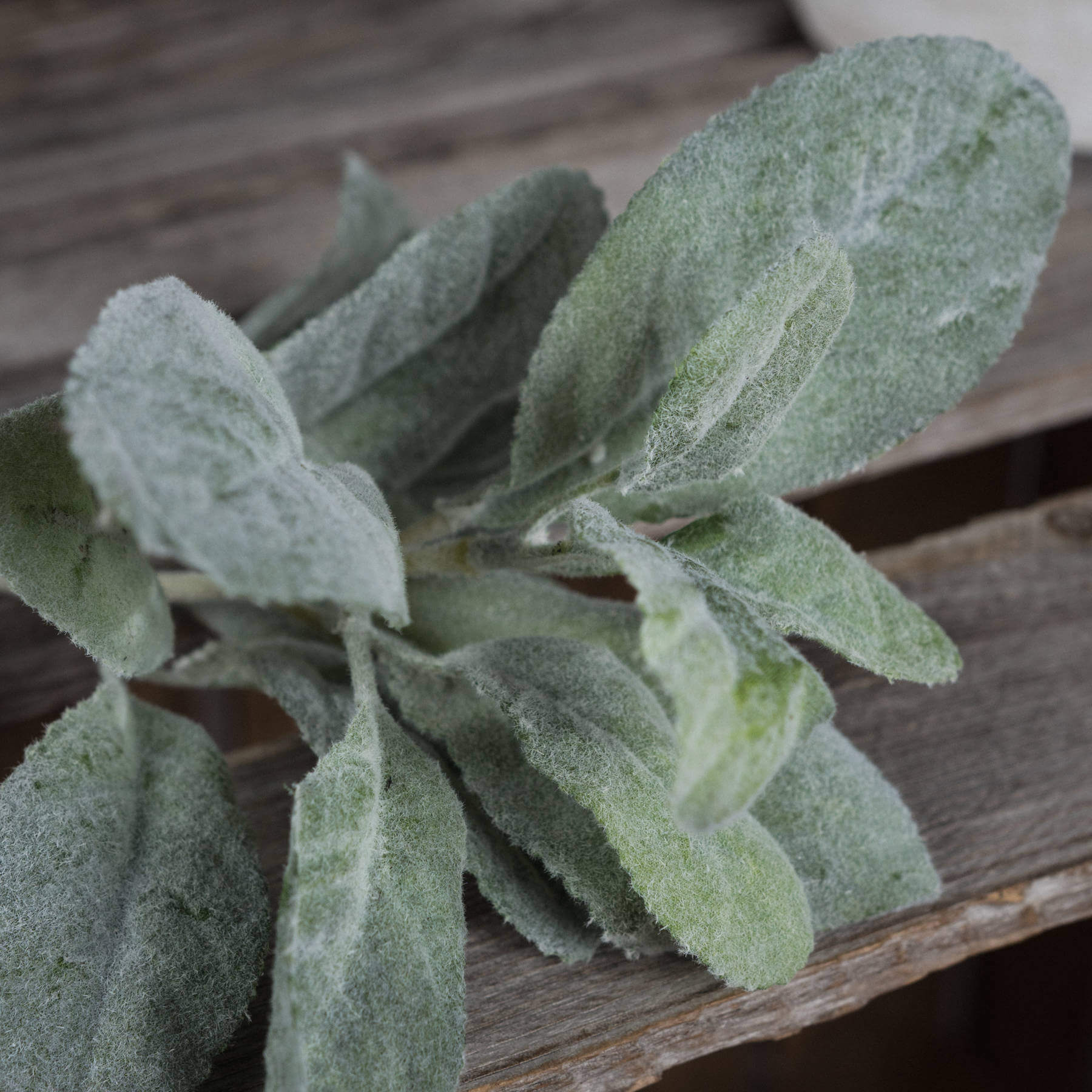 Lifelike sage green artificial foliage stem with velvety leaves for home decor, 35cm tall, bendable wire stems by Sostter at brixbailey.com