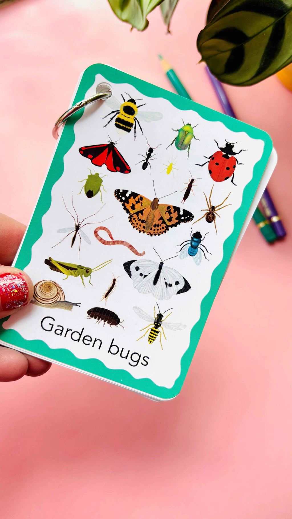 Nature flashcards - Garden Bugs Illustrated Identification Cards