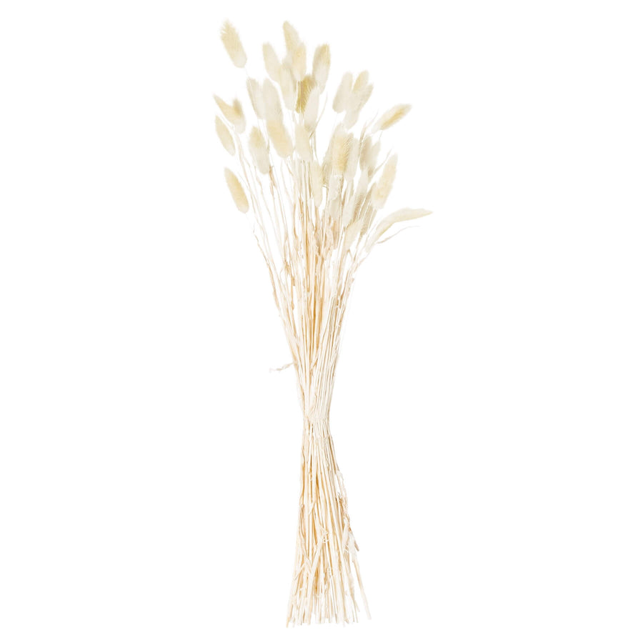 Hand-tied dried Lagurus ovatus stems in natural ivory, soft downy texture, 60cm height for elegant botanical arrangements by Sostter at brixbailey.com