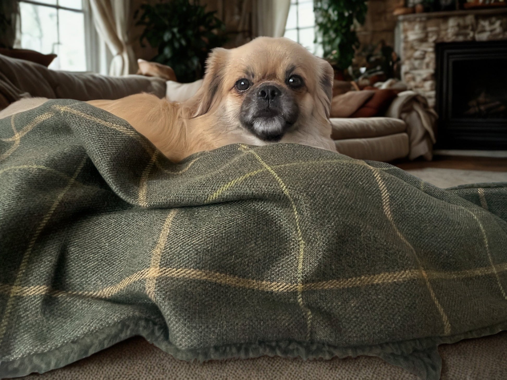 Forest Green Check Dog Blanket with Sherpa Fleece