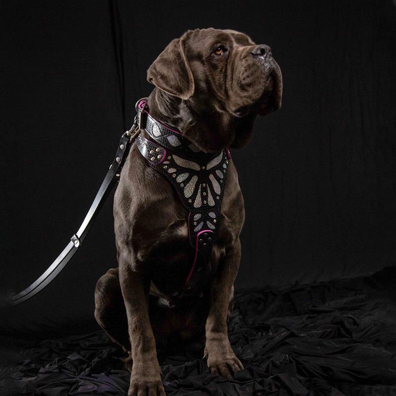 Ariel Glitter Dog Collar in Black Leather