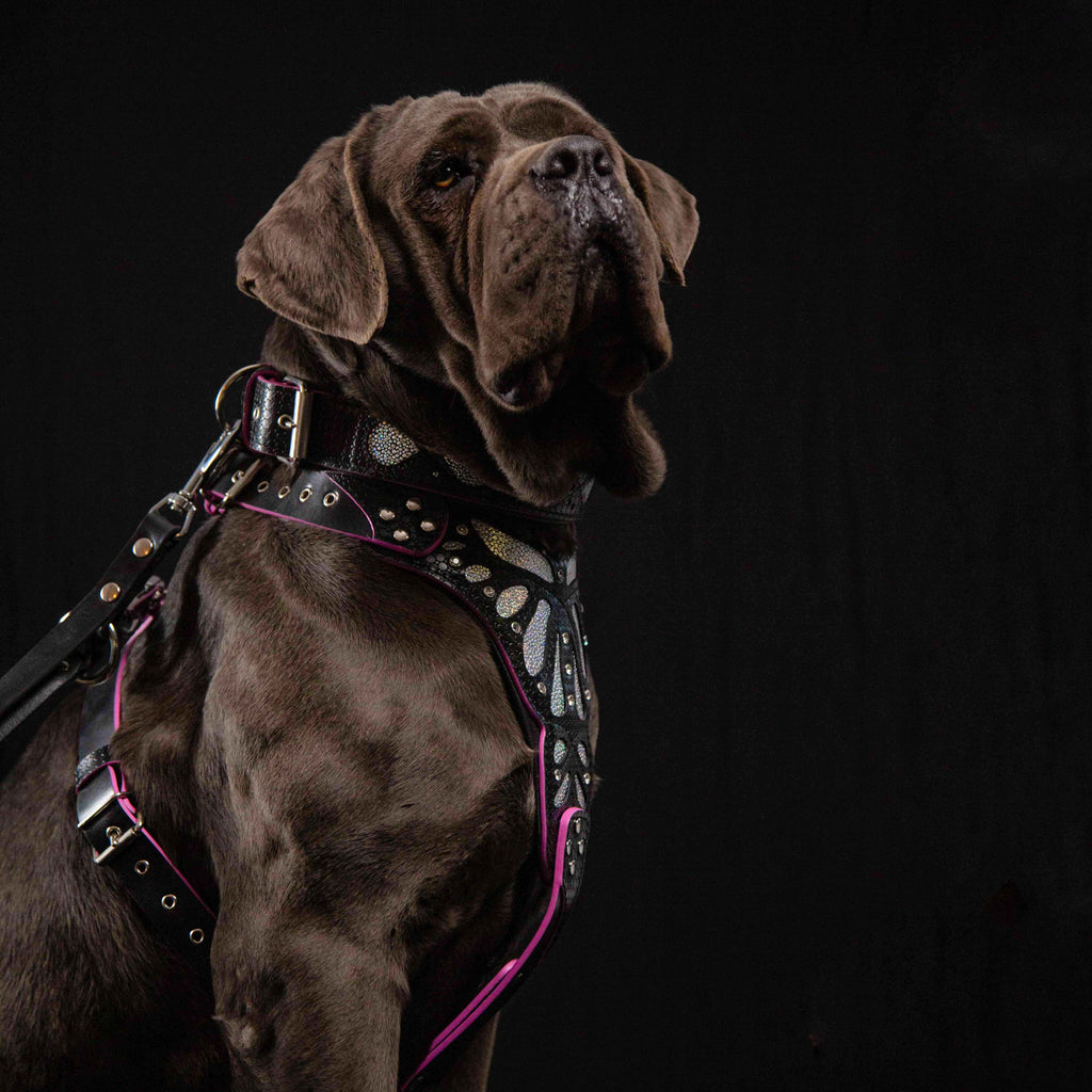 Ariel Glitter Dog Collar in Black Leather