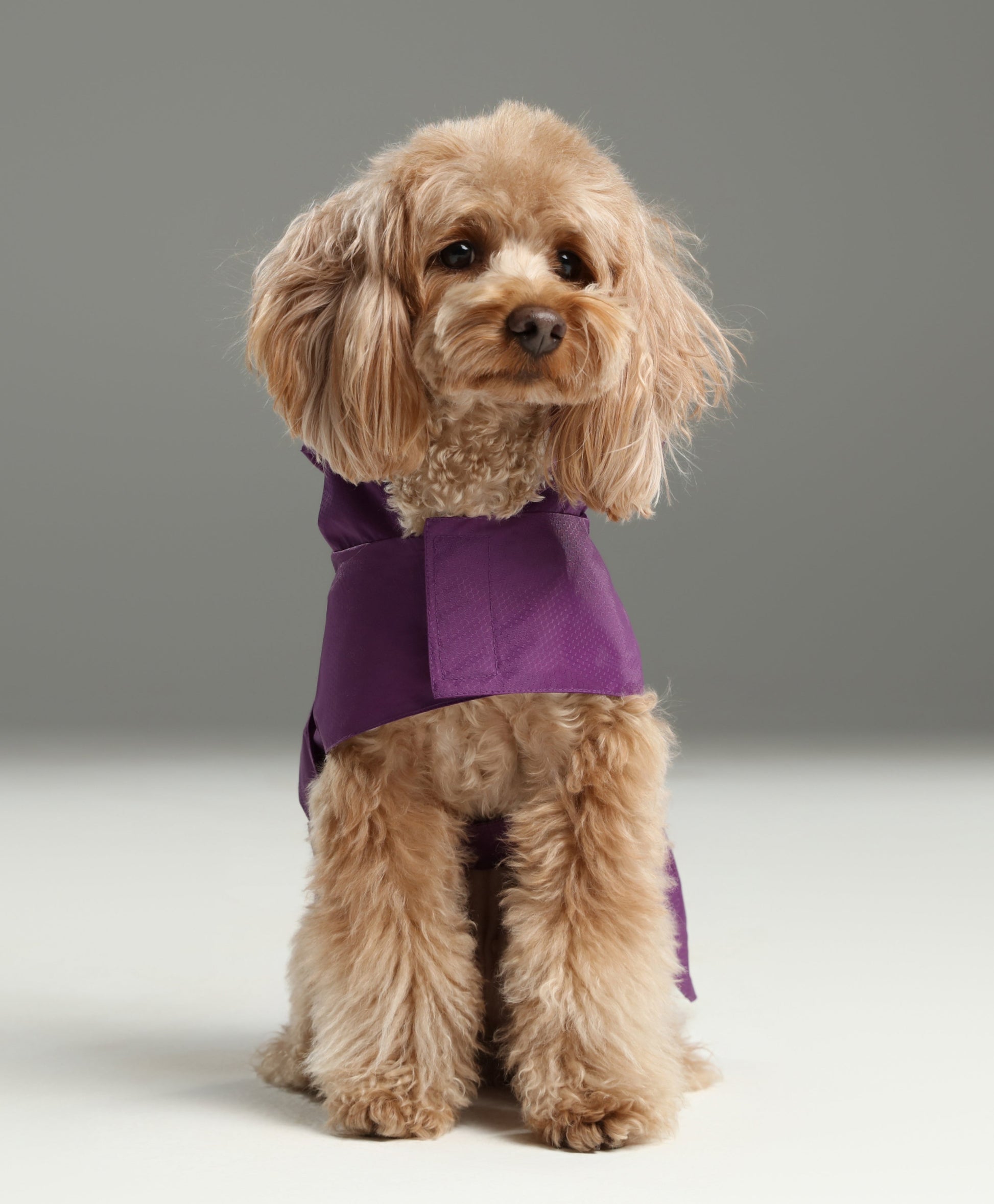 Purple Capsule Raincoat for Dogs and Cats