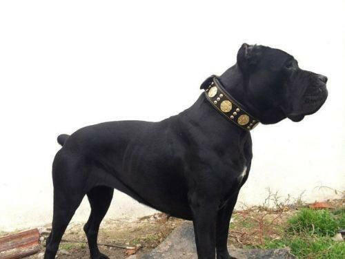 Maximus Collar 2.5 inch Wide Black and Gold