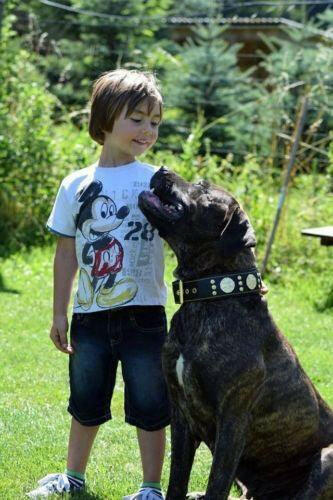 Maximus Collar 2.5 inch Wide Black and Gold