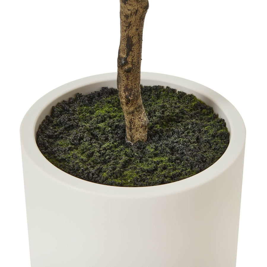 180cm lifelike Apulia olive tree in white pot with silvery-green leaves and textured trunk for Mediterranean decor by Sostter at brixbailey.com