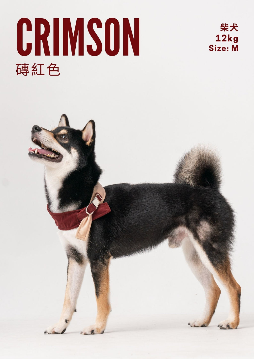 Two in One Bandana Collar Beige and Blue