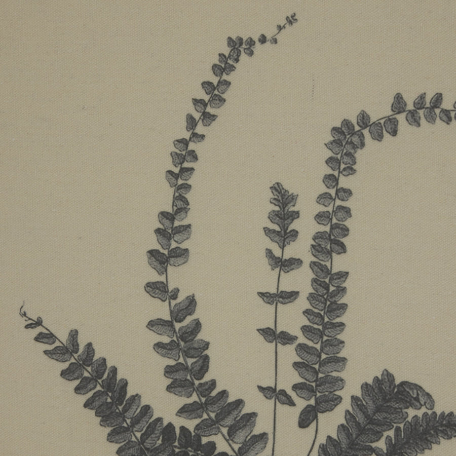 Exquisite spleenwort fern botanical print on linen with ornate beaded frame, 50x40cm, neutral tones by Sostter at brixbailey.com