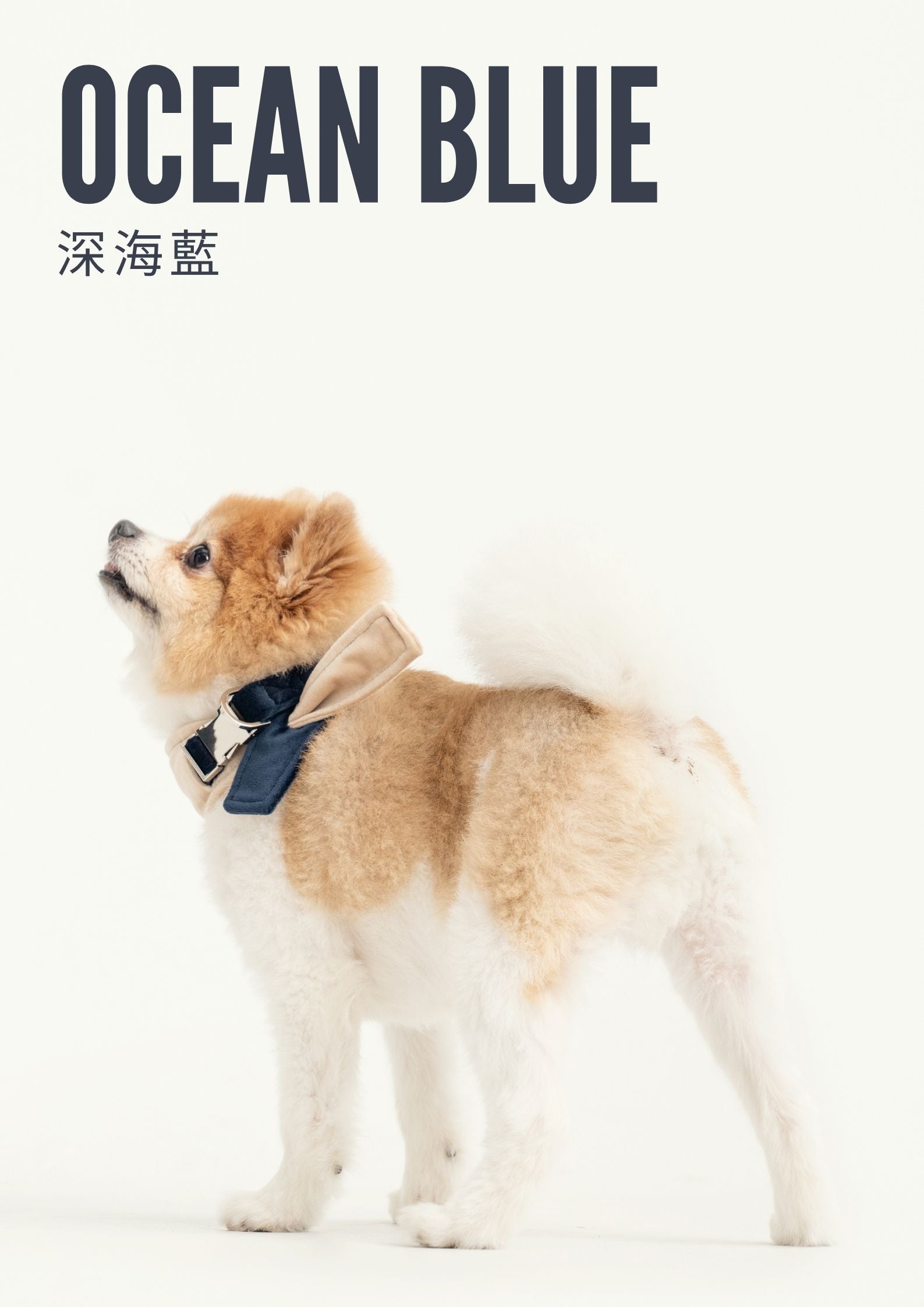 2 in 1 Bandana Collar Beige and Blue