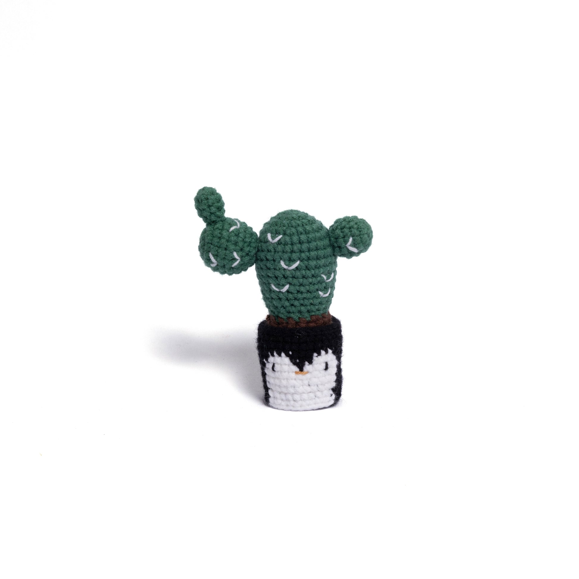 NEW members join Cactus Family!