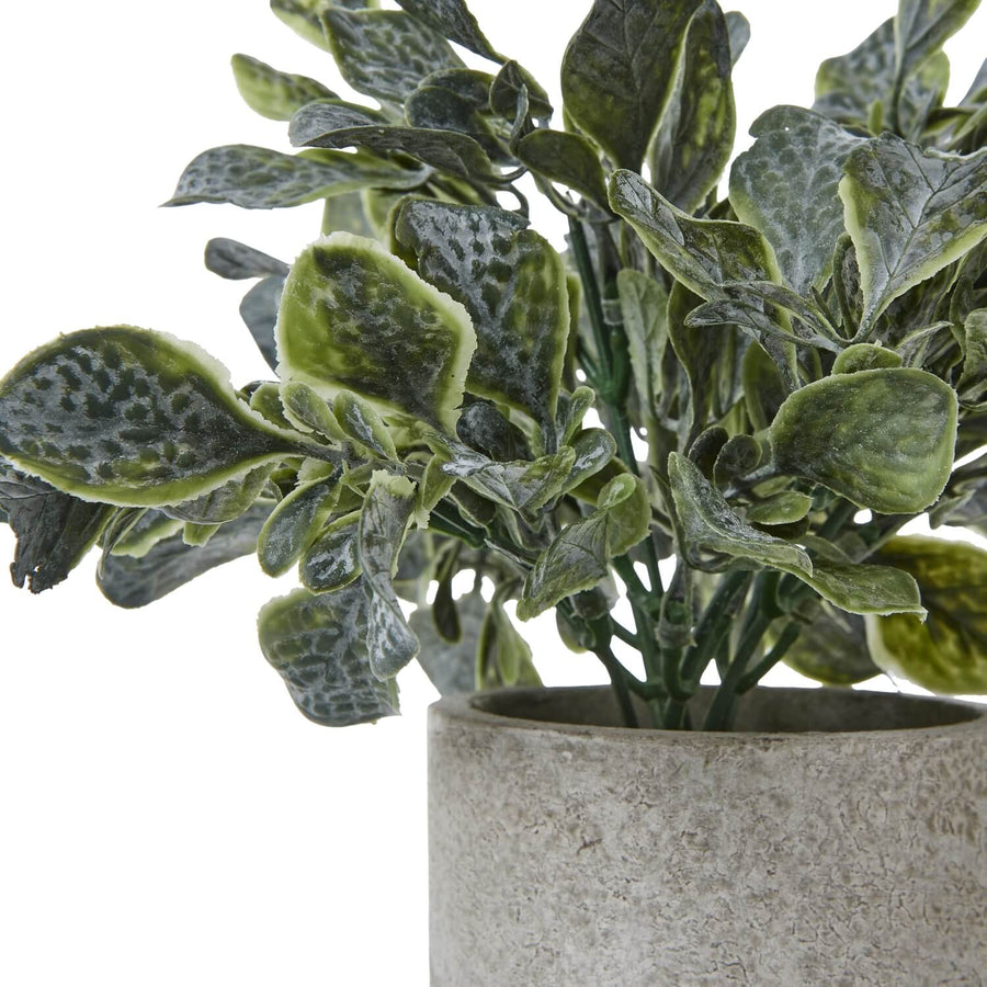 Small Giana artificial eucalyptus plant in grey concrete pot, lifelike silvery-green foliage with realistic texture, 20cm tall by Sostter at brixbailey.com