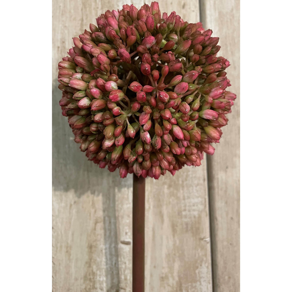 Lifelike pink Allium faux floral stems, 63cm tall, for everlasting botanical home decor  by RoomLondon at brixbailey.com