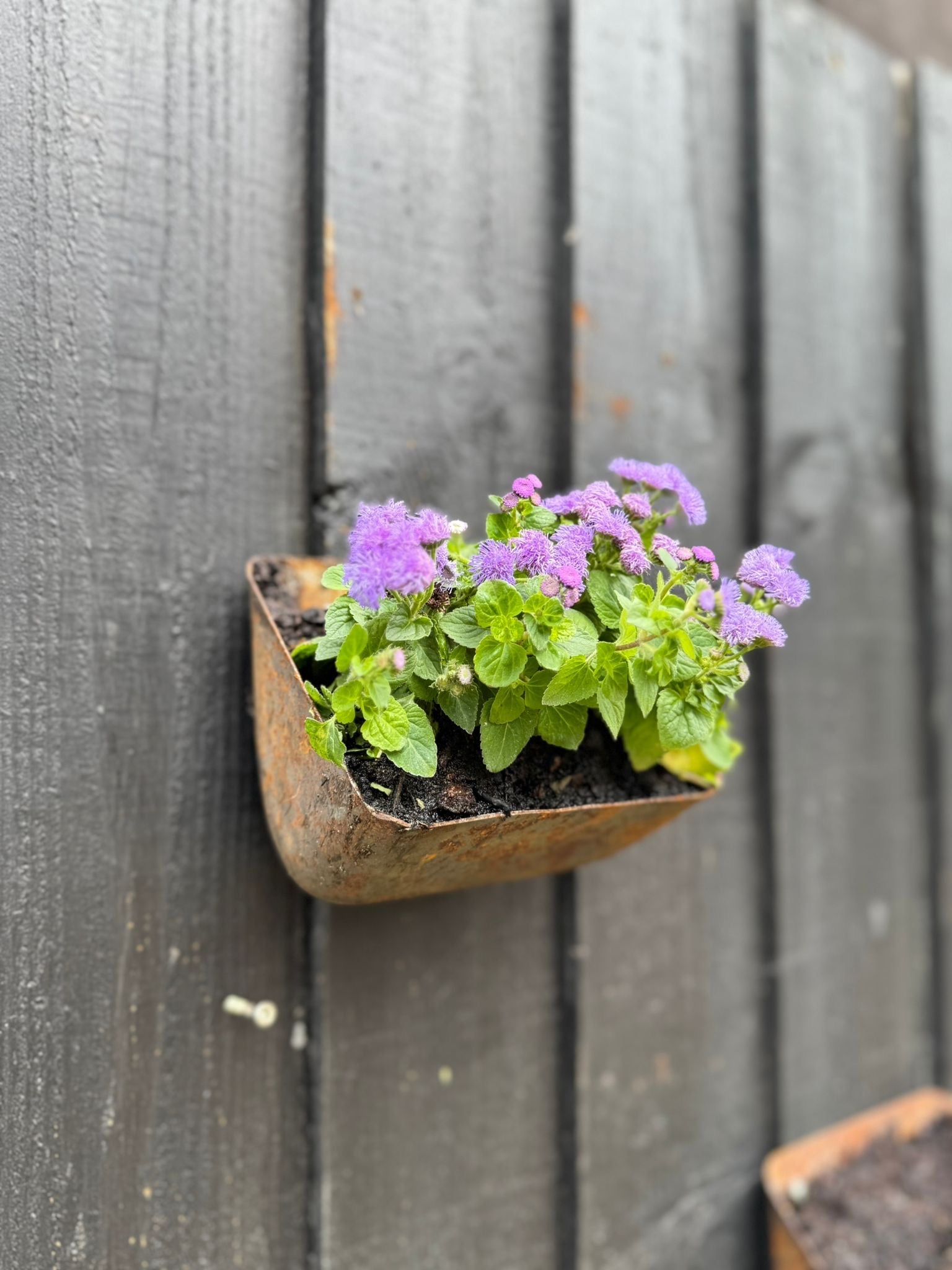 Vintage Rusty Metal Wall Mounted Planter / Herb Planter / Plant Pot Fence Decor