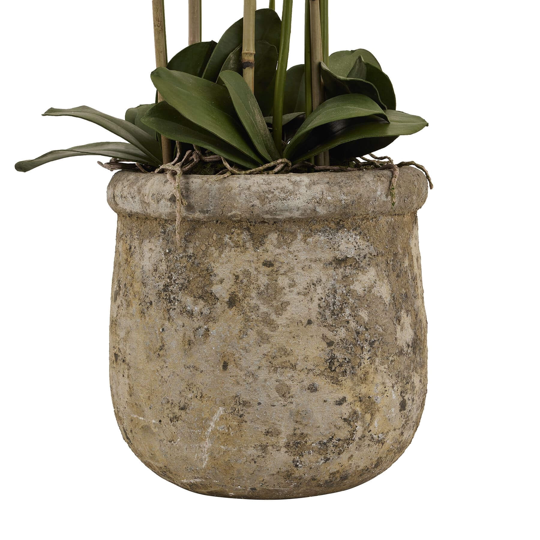 5ft white artificial orchid in distressed stone pot with lifelike blooms and green leaves by Sostter at brixbailey.com