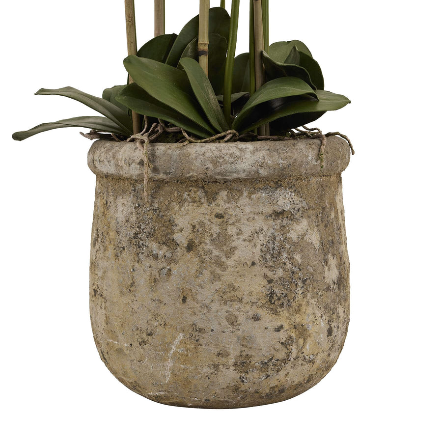 5ft white artificial orchid in distressed stone pot with lifelike blooms and green leaves by Sostter at brixbailey.com