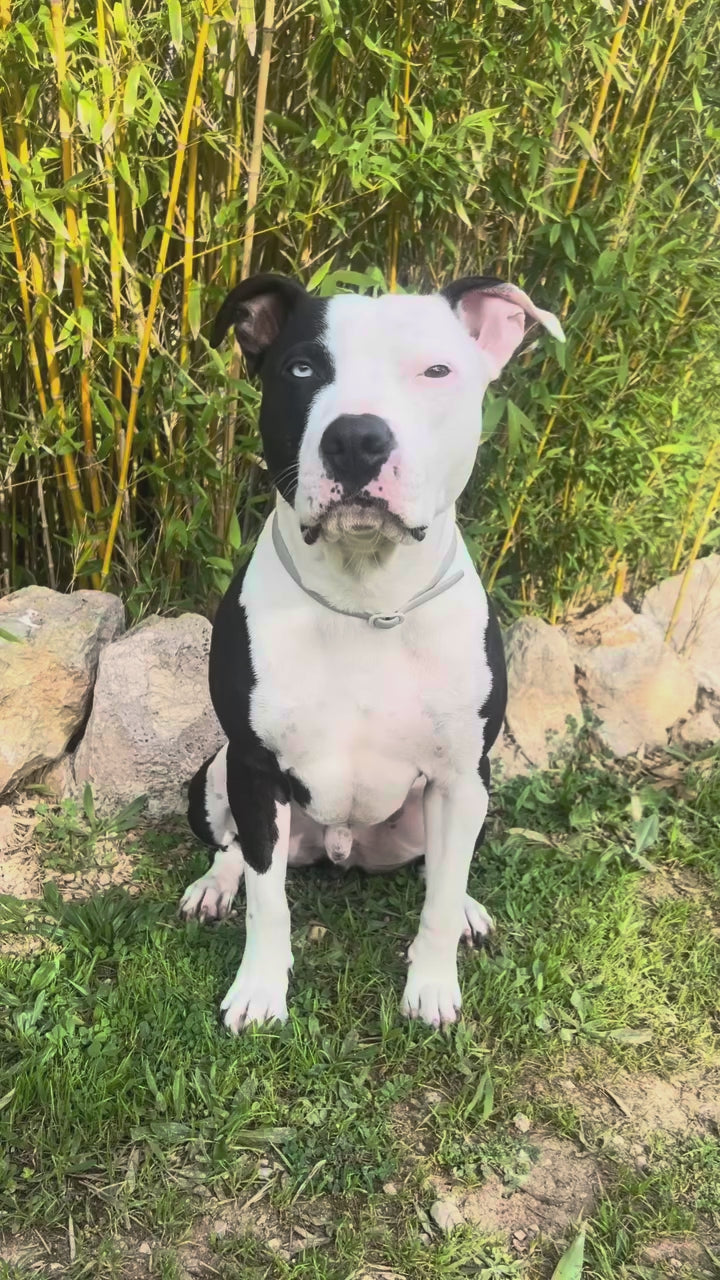 Heavy Duty Dog Sport Harness with GripPro Technology