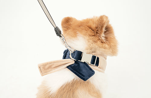 2 in 1 Bandana Collar Beige and Blue
