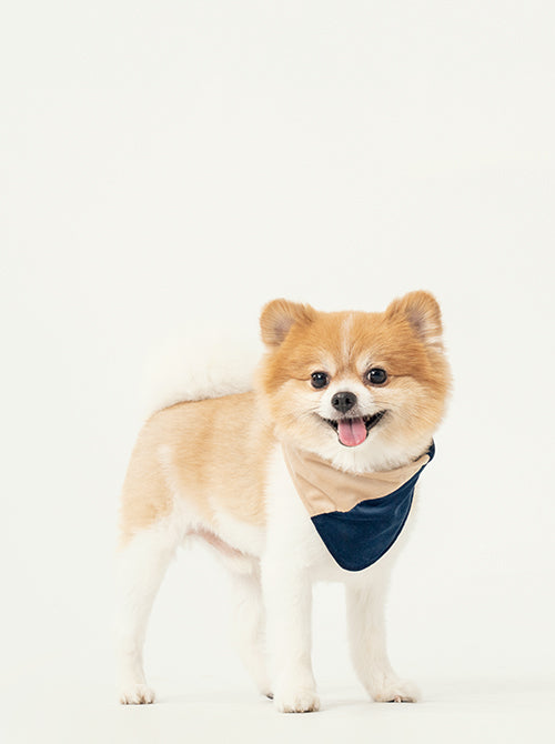 Two in One Bandana Collar Beige and Blue