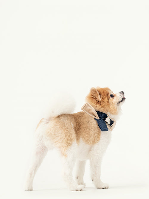 2 in 1 Bandana Collar Beige and Blue