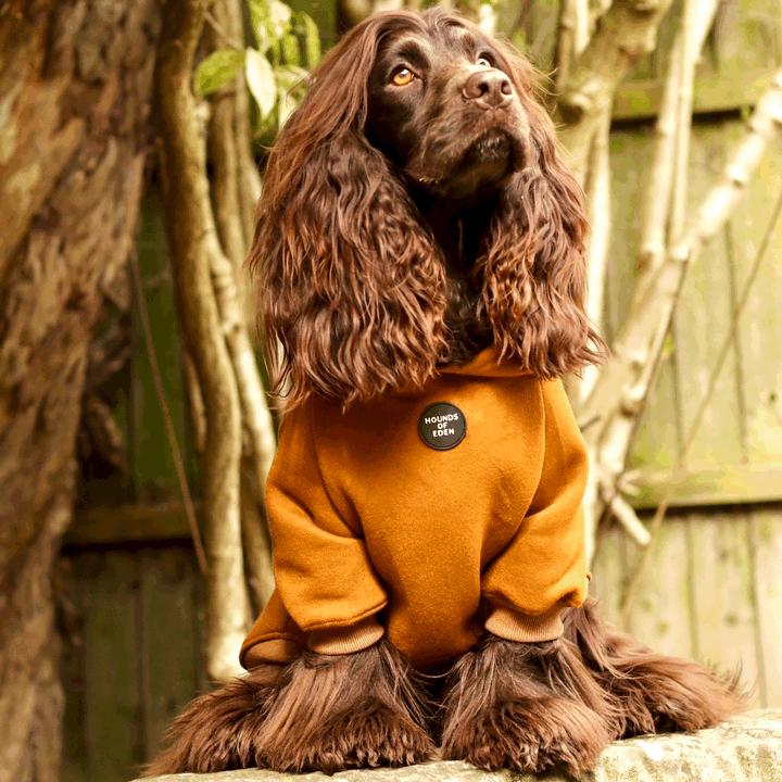 Dog Hoodie - Grey