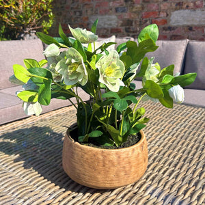 Lifelike faux Hellebore plant in vibrant green with realistic petals, leaves, and taupe ceramic pot for home decor. by Sostter at brixbailey.com