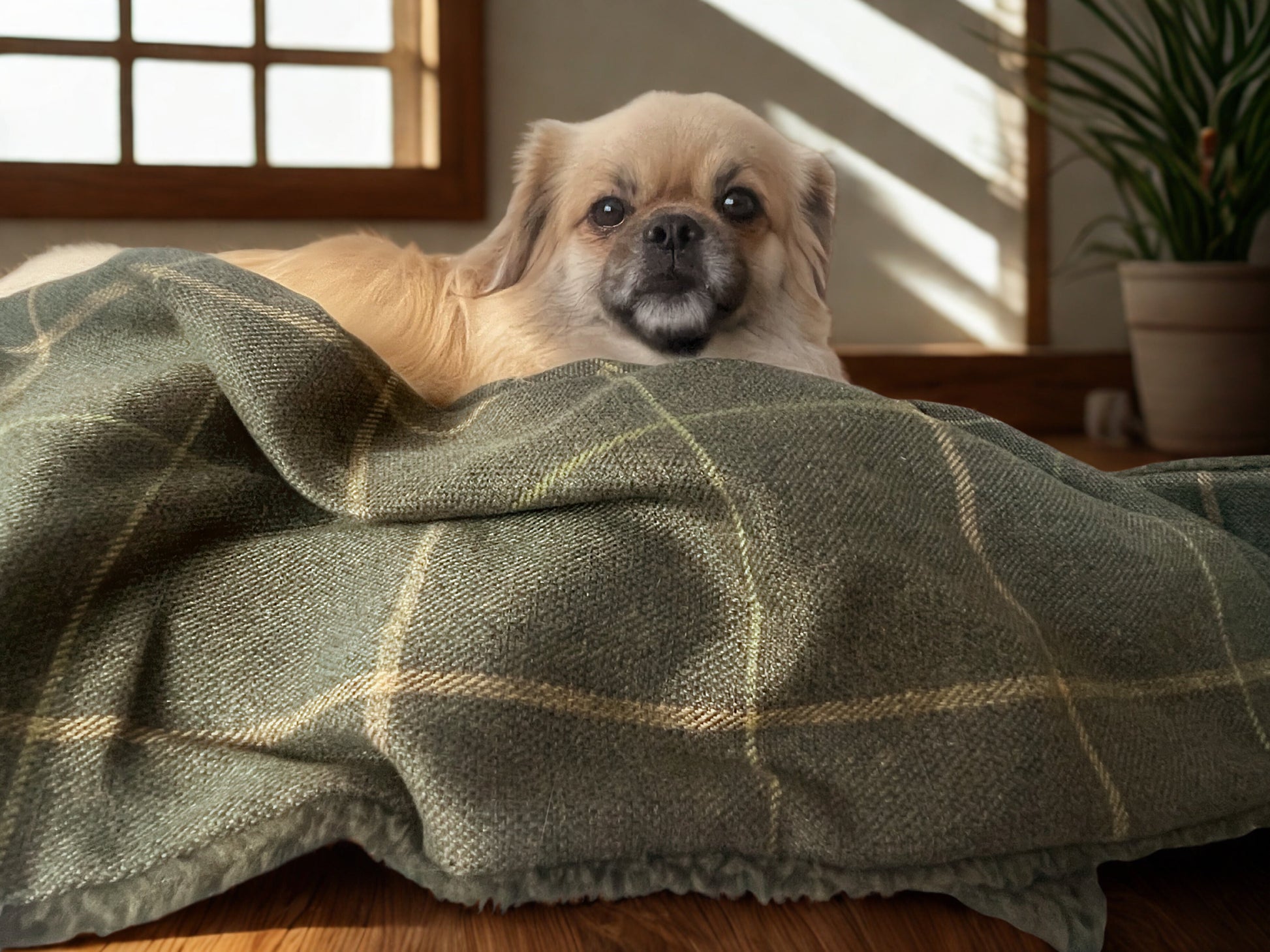 Forest Green Check Dog Blanket with Sherpa Fleece