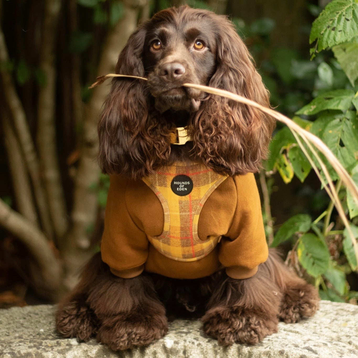 Dog Hoodie - Black