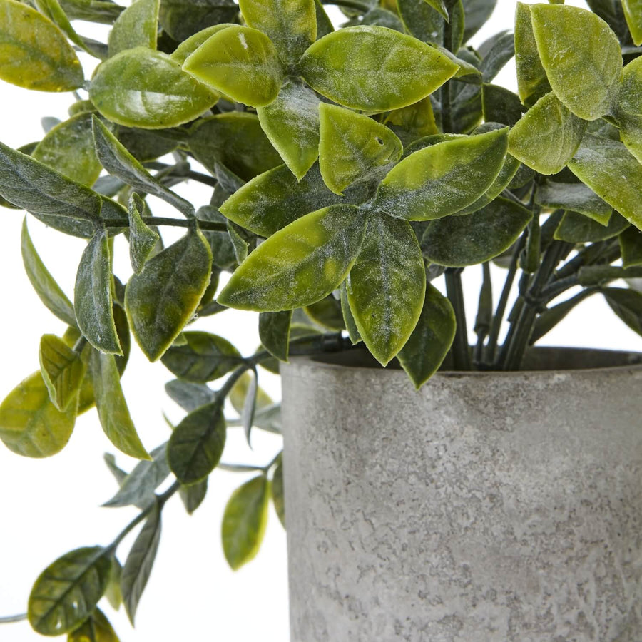 Lifelike small faux box plant in modern grey pot, vibrant green leaves, perfect for shelves or desks  by Sostter at brixbailey.com