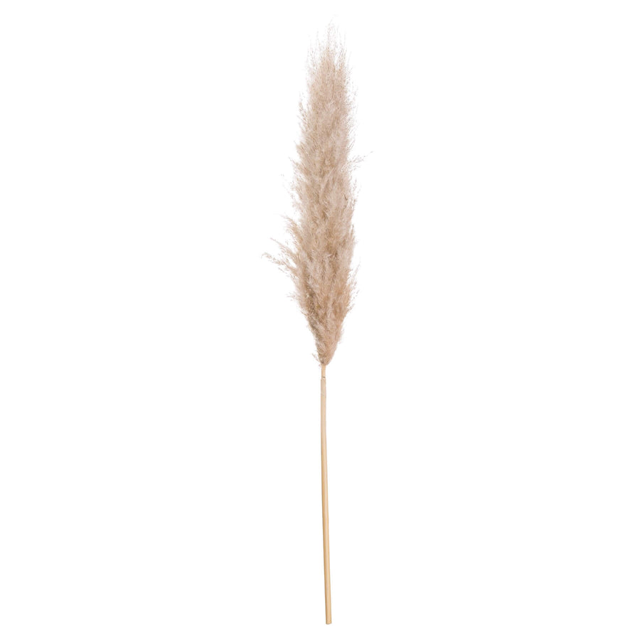 Natural butter-colored pampas grass stems, 43 inches tall, with soft feathery plumes for home dÃ©cor by Sostter at brixbailey.com