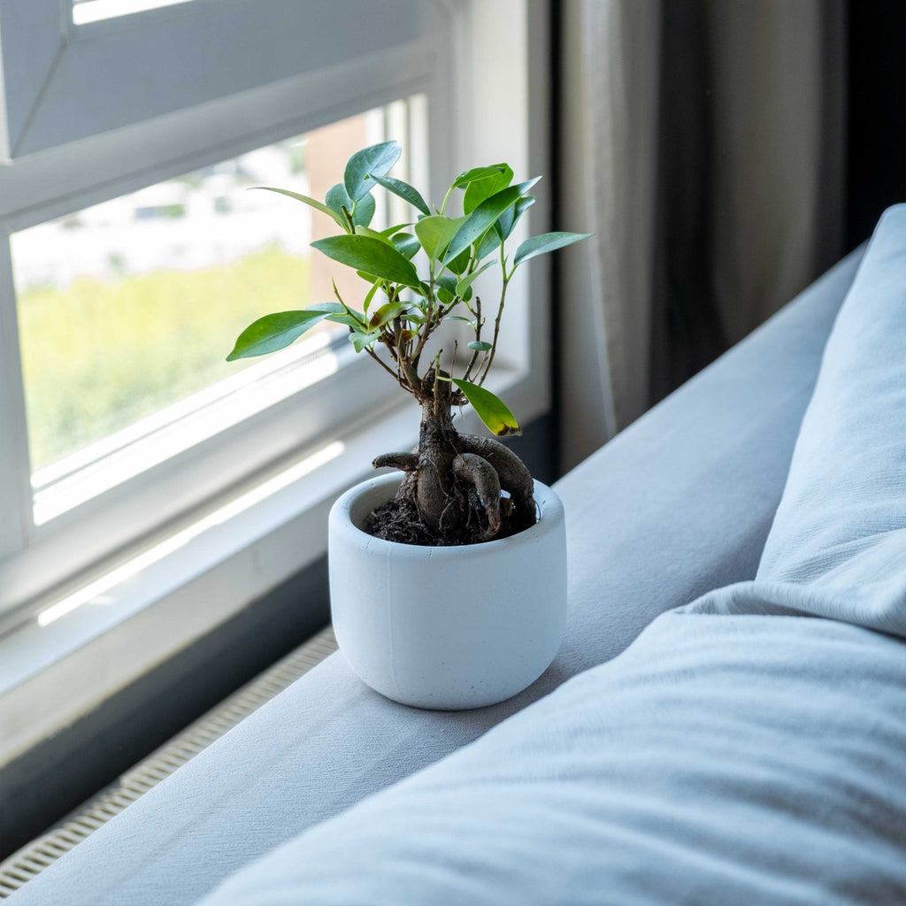 Concrete Big Dolphin Pot