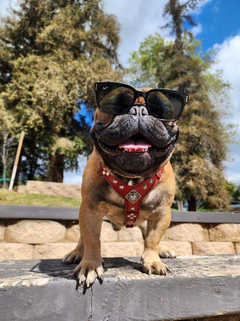 Eros Harness Black and Orange Small to Medium