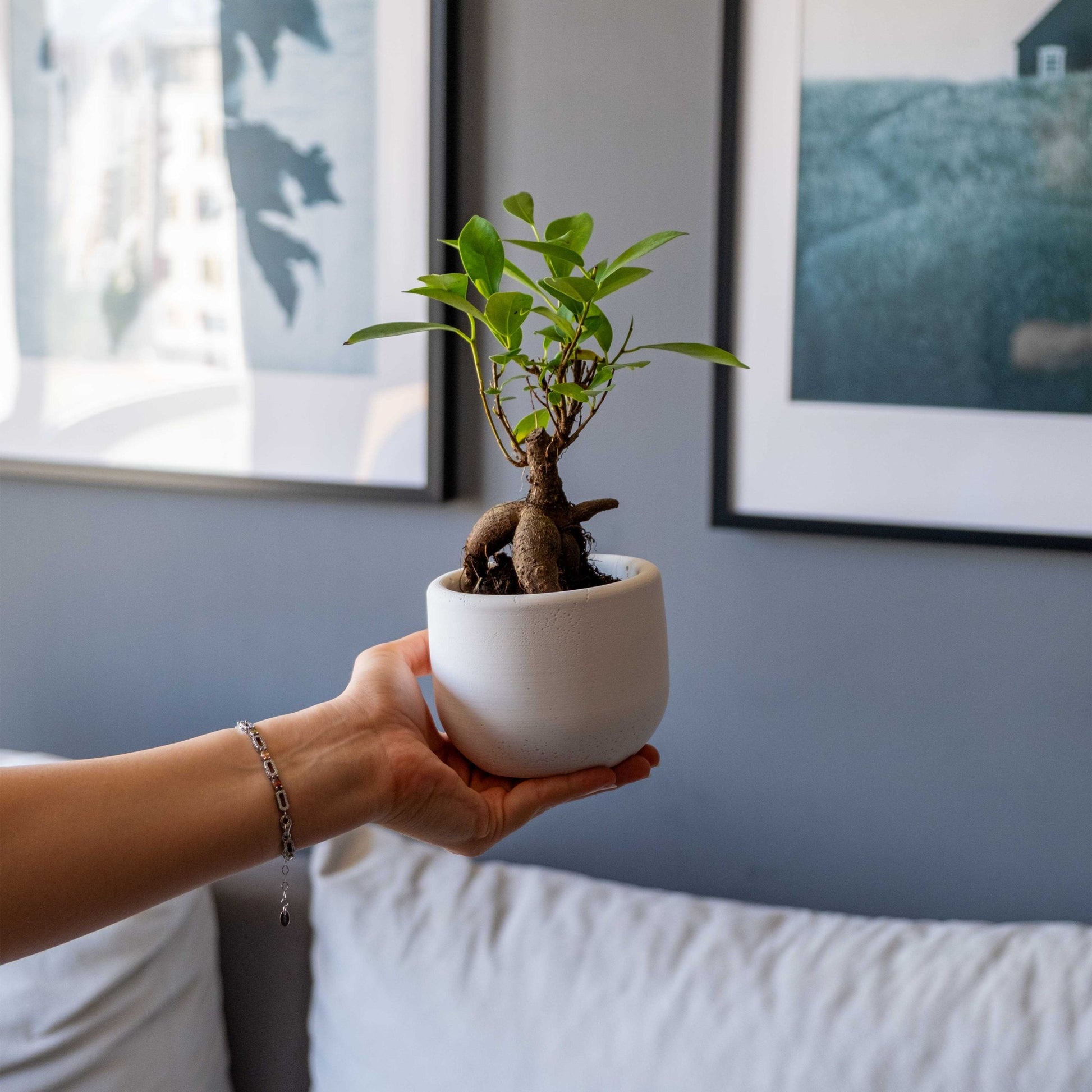 Concrete Big Dolphin Pot